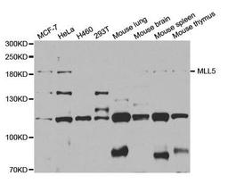 Western blot analysis of extracts of various cells using KMT2E antibody