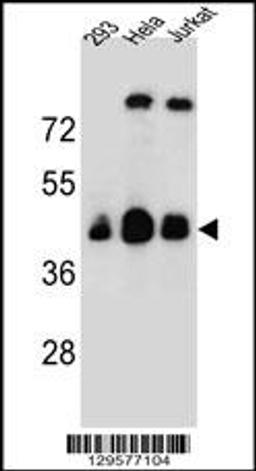 Western blot analysis in 293,Hela,Jurkat cell line lysates (35ug/lane).