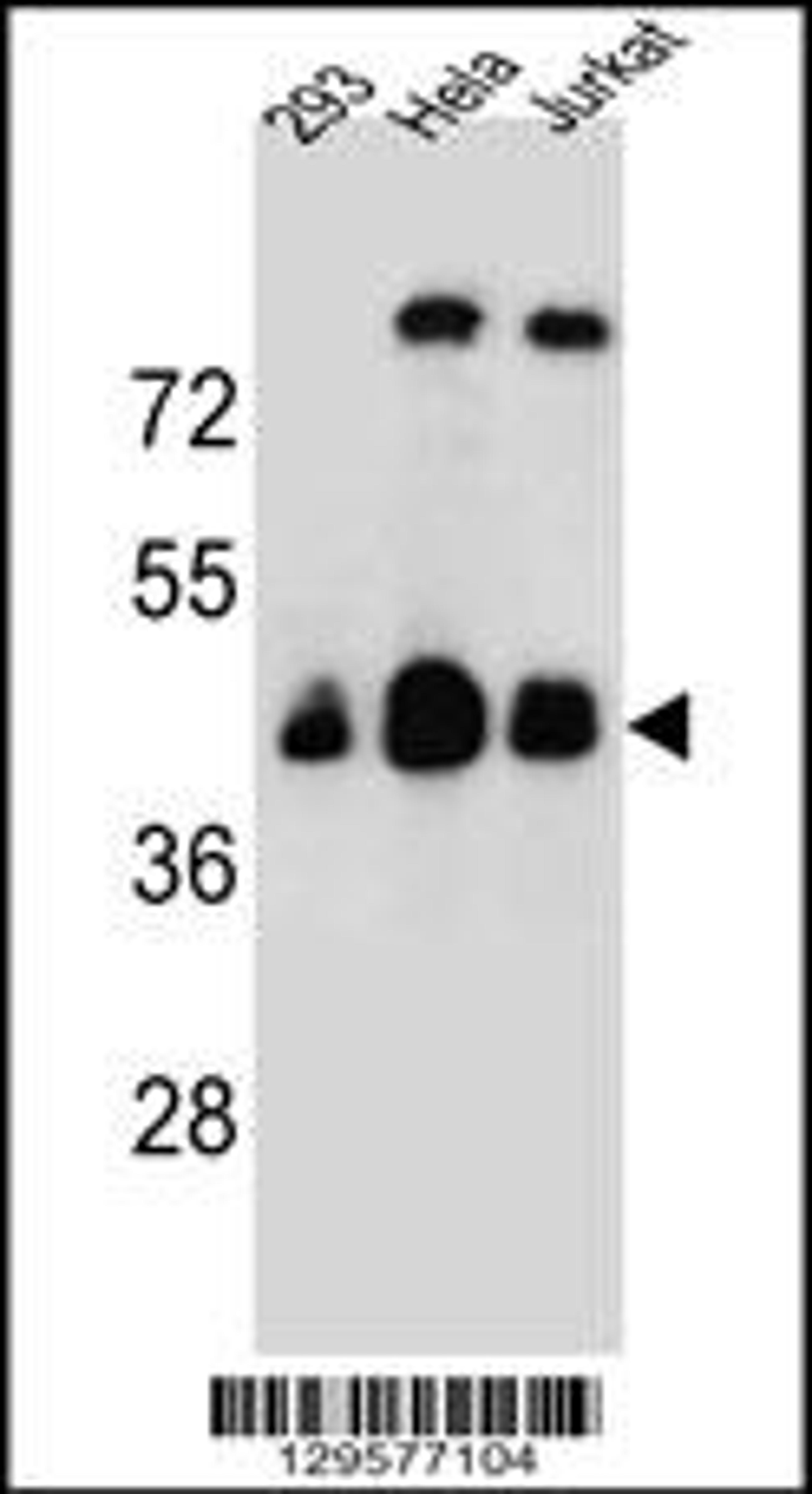 Western blot analysis in 293,Hela,Jurkat cell line lysates (35ug/lane).