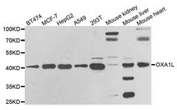 Western blot analysis of extracts of various cell lines using OXA1L antibody