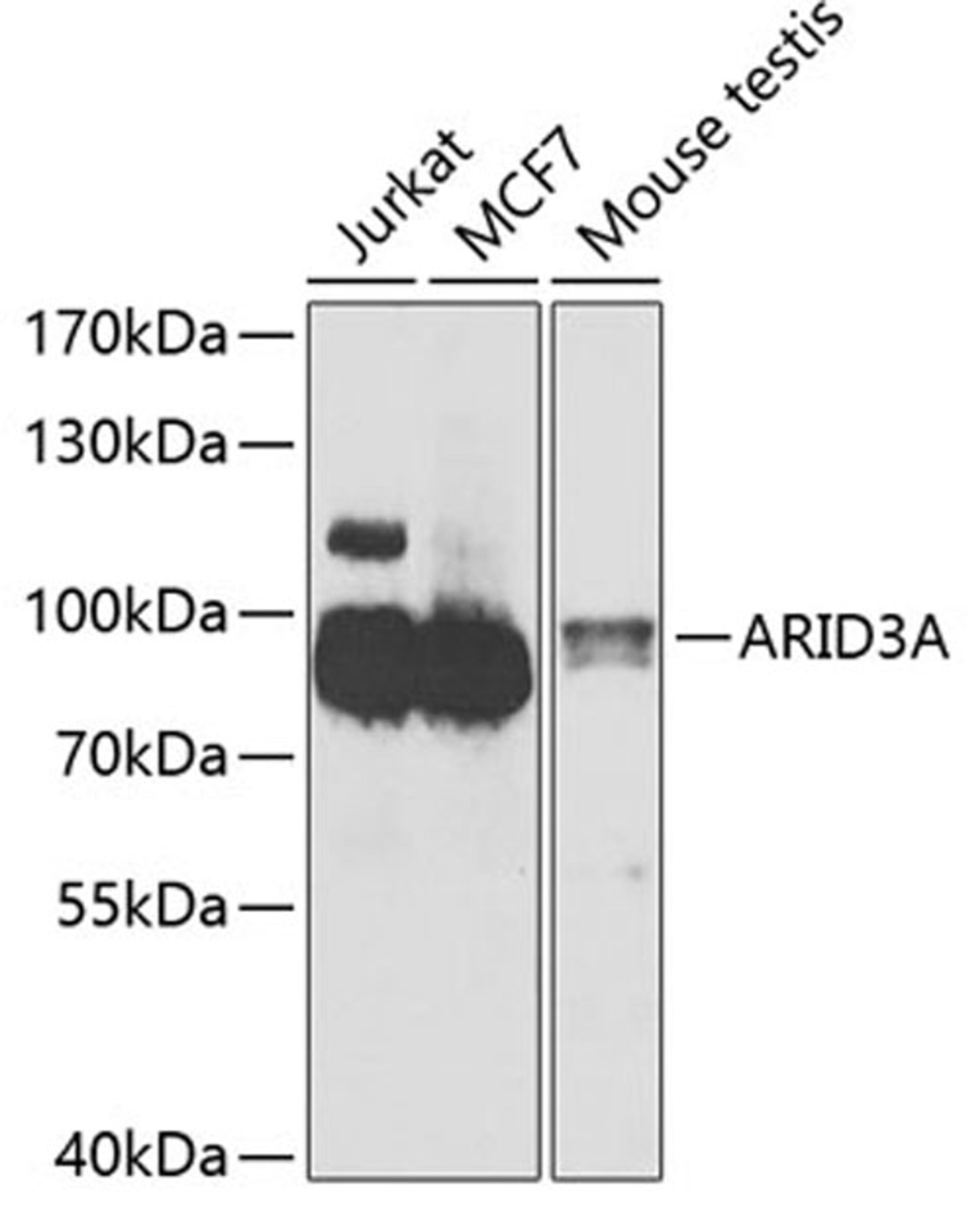 Western blot - ARID3A antibody (A7668)