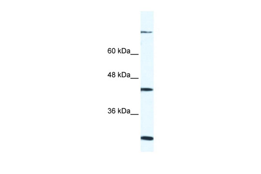 Antibody used in WB on Human Raji at 0.2-1 ug/ml.