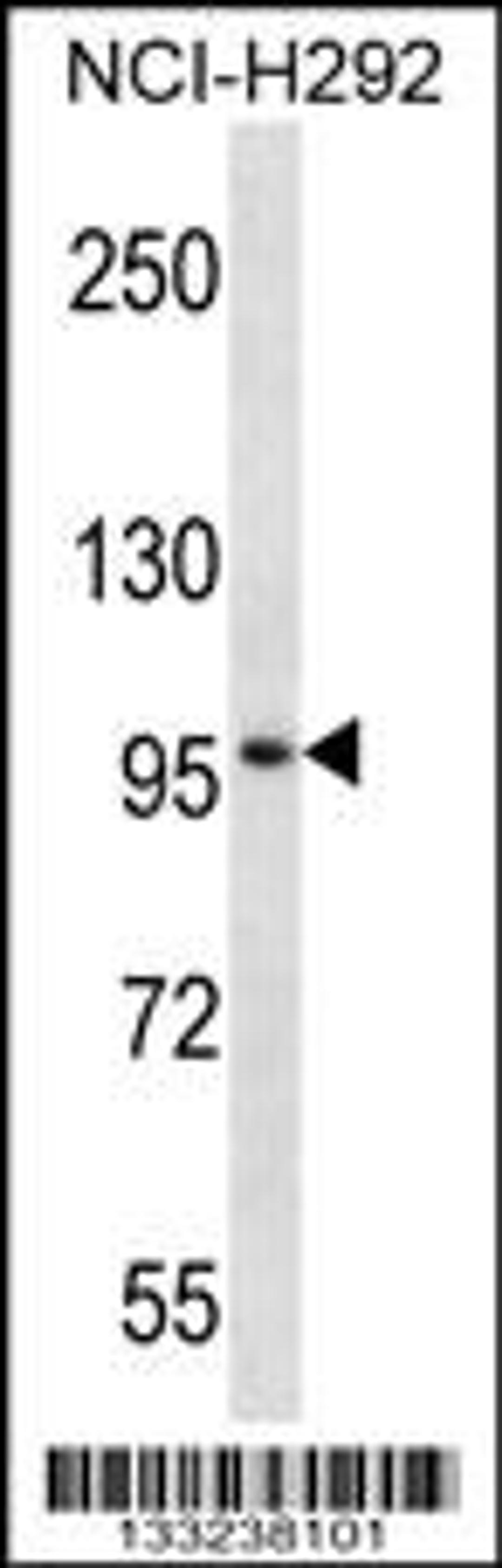 Western blot analysis in NCI-H292 cell line lysates (35ug/lane).