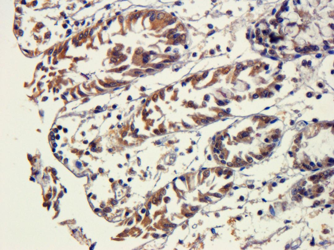 IHC-P staining of pig ihc-p tissue using anti-SNAIL (dilution at 1:100)