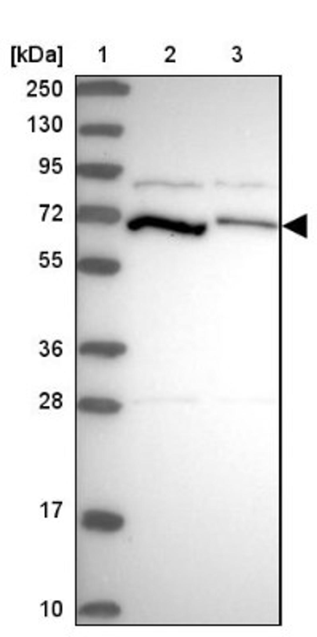 Western Blot: PCK2 Antibody [NBP2-33606] - Lane 1: Marker [kDa] 250, 130, 95, 72, 55, 36, 28, 17, 10<br/>Lane 2: Human cell line RT-4<br/>Lane 3: Human cell line U-251MG sp