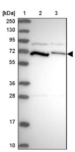 Western Blot: PCK2 Antibody [NBP2-33606] - Lane 1: Marker [kDa] 250, 130, 95, 72, 55, 36, 28, 17, 10<br/>Lane 2: Human cell line RT-4<br/>Lane 3: Human cell line U-251MG sp