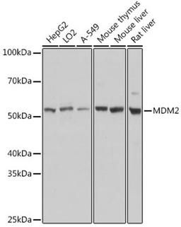 Western blot - MDM2 antibody (A13327)