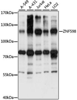 Western blot - ZNF598 antibody (A15546)