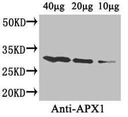 Western blot analysis of Arabidopsis thaliana