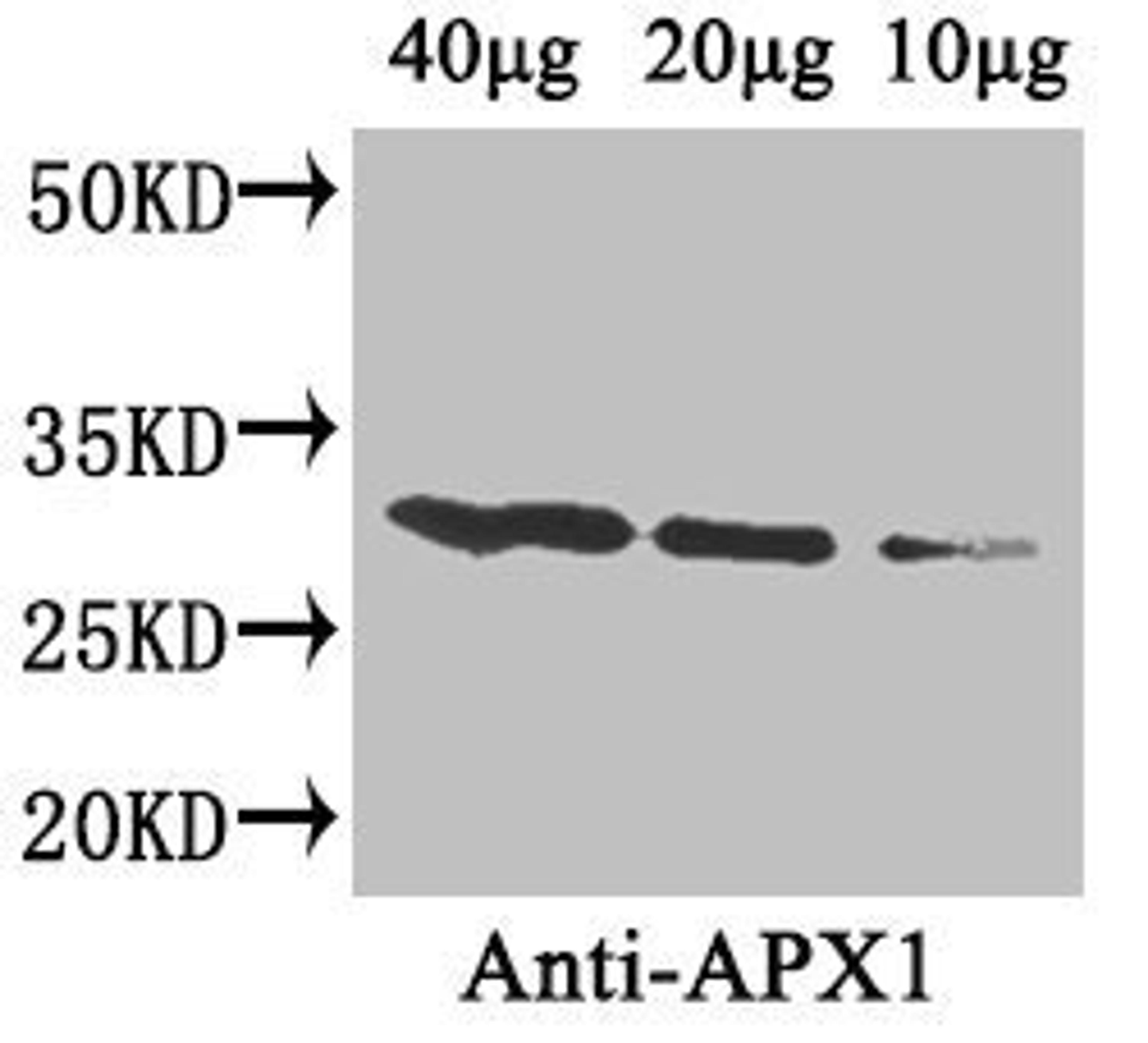 Western blot analysis of Arabidopsis thaliana