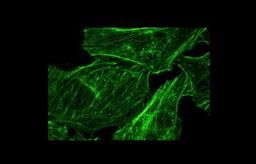 Immunocytochemistry/Immunofluorescence: F-Actin Antibody (NH3) [NB100-64792] - The distribution of stress fiber was observed by F-actin staining. Image from verified customer review.