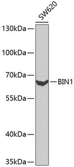 Western blot - BIN1 antibody (A1792)