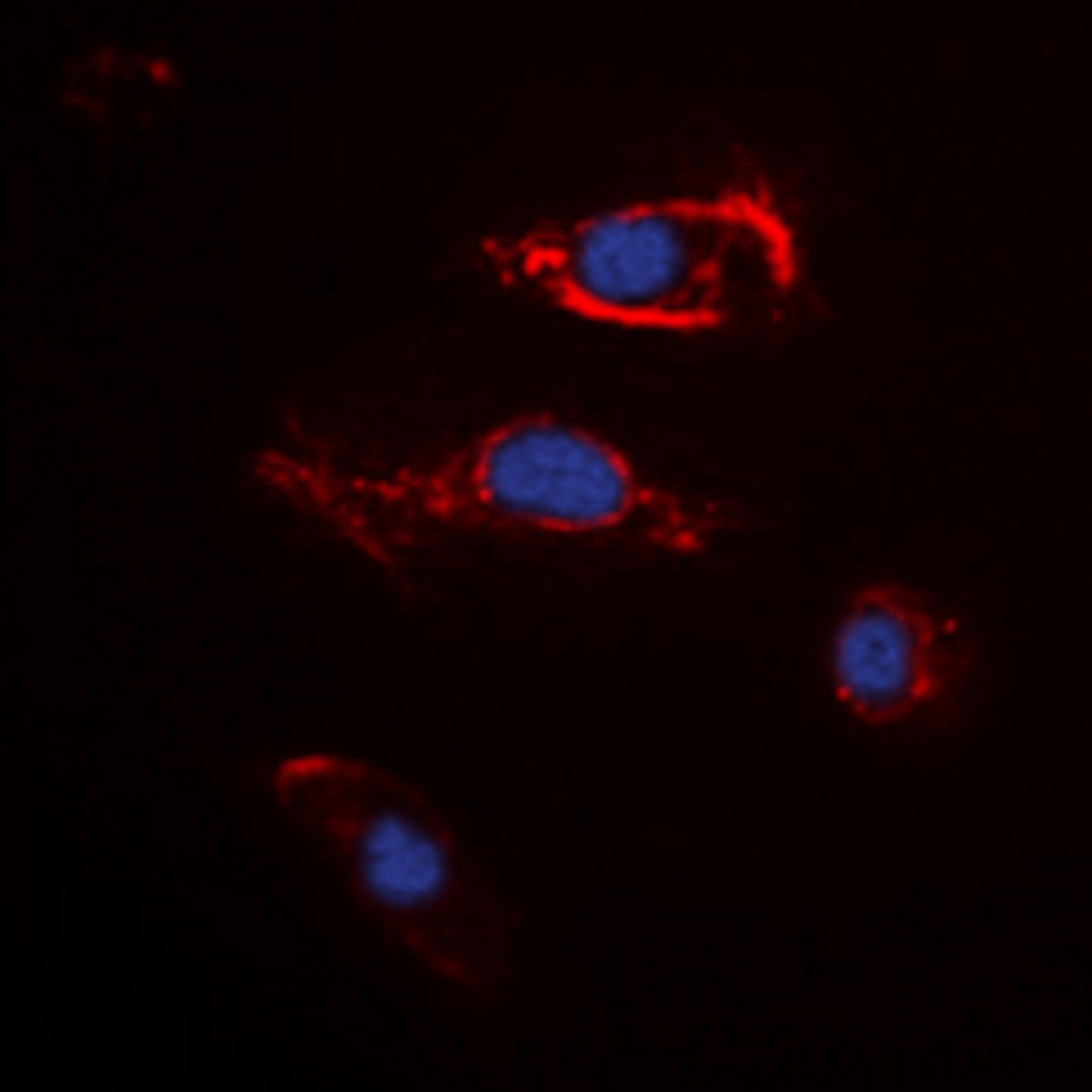 Immunofluorescence analysis of K562 cells using FGF22 antibody