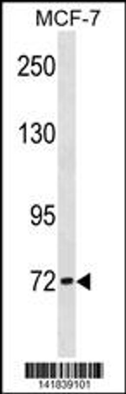 Western blot analysis in MCF-7 cell line lysates (35ug/lane).