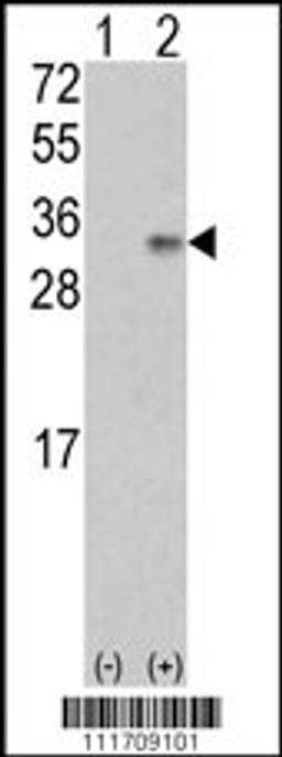 Western blot analysis of VEGF2 using rabbit polyclonal VEGF2 Antibody using 293 cell lysates (2 ug/lane) either nontransfected (Lane 1) or transiently transfected with the VEGF2 gene (Lane 2).