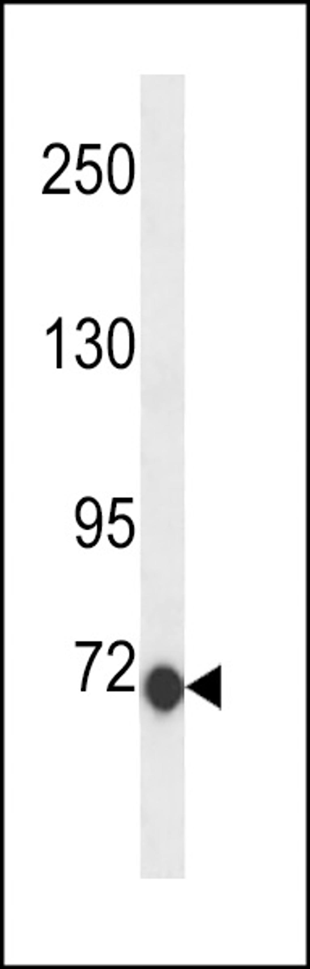 Western blot analysis in 293 cell line lysates (35ug/lane).