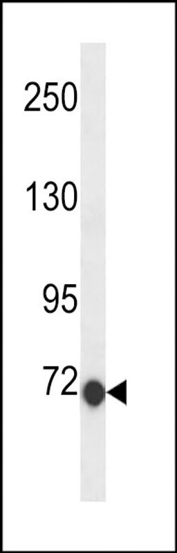 Western blot analysis in 293 cell line lysates (35ug/lane).