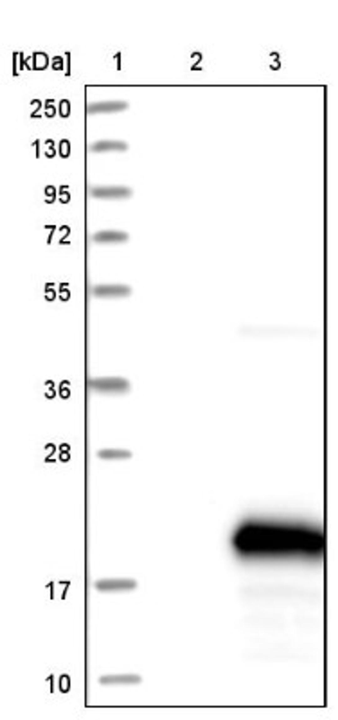 Western Blot: PIG13 Antibody [NBP1-80904] - Lane 1: Marker [kDa] 250, 130, 95, 72, 55, 36, 28, 17, 10<br/>Lane 2: Negative control (vector only transfected HEK293T lysate)<br/>Lane 3: Over-expression lysate (Co-expressed with a C-terminal myc-DDK tag (~3.1 kDa) in mammalian HEK293T cells, LY410701)