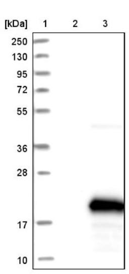 Western Blot: PIG13 Antibody [NBP1-80904] - Lane 1: Marker [kDa] 250, 130, 95, 72, 55, 36, 28, 17, 10<br/>Lane 2: Negative control (vector only transfected HEK293T lysate)<br/>Lane 3: Over-expression lysate (Co-expressed with a C-terminal myc-DDK tag (~3.1 kDa) in mammalian HEK293T cells, LY410701)