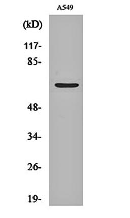 Western blot analysis of A549 cell lysates using Chr-A antibody