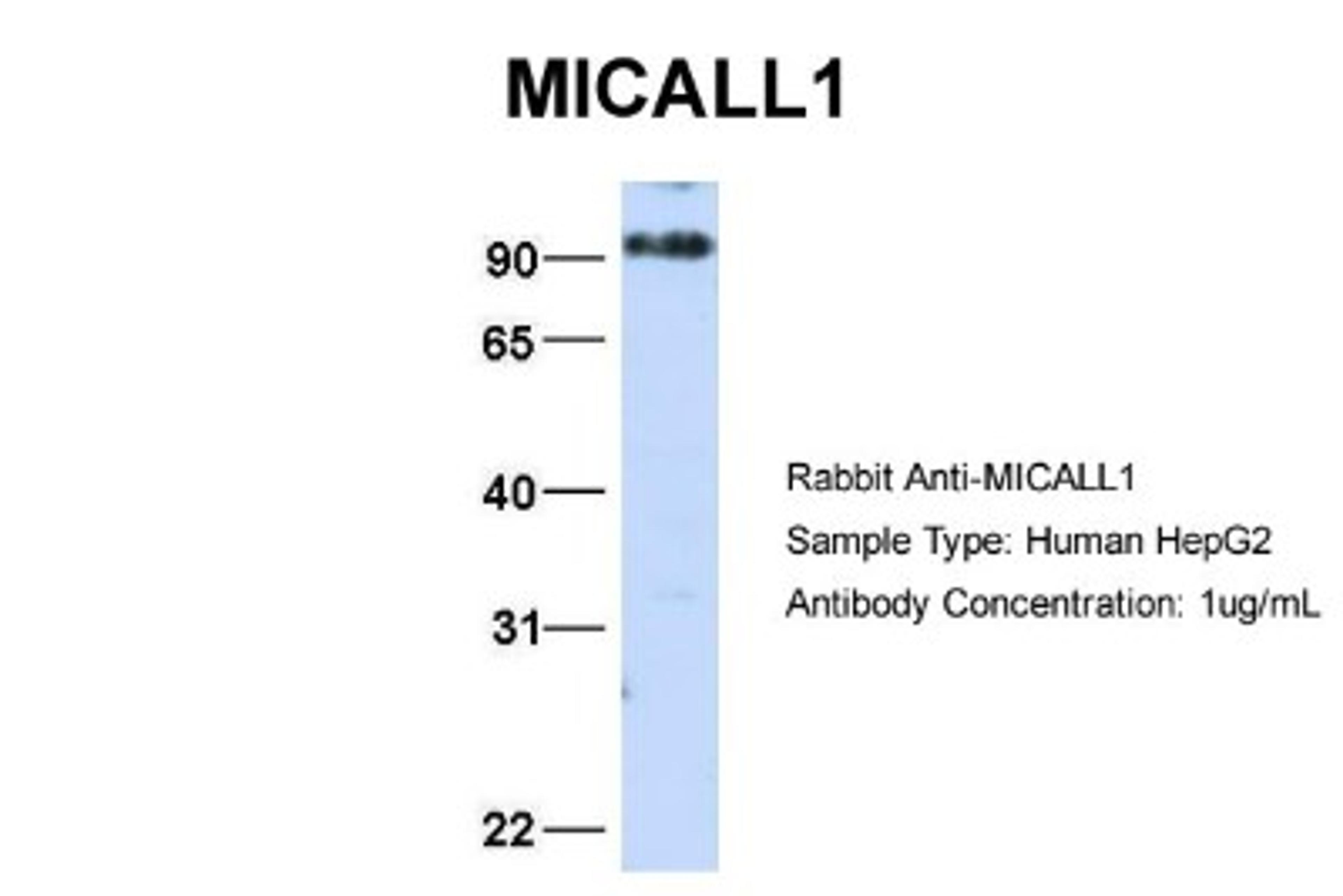 Western Blot: MICALL1 Antibody [NBP1-79460] - Analysis of HepG2 cell lysate. Antibody Dilution: 1.0 ug/ml MICALL1 is supported by BioGPS gene expression data to be expressed in HepG2.