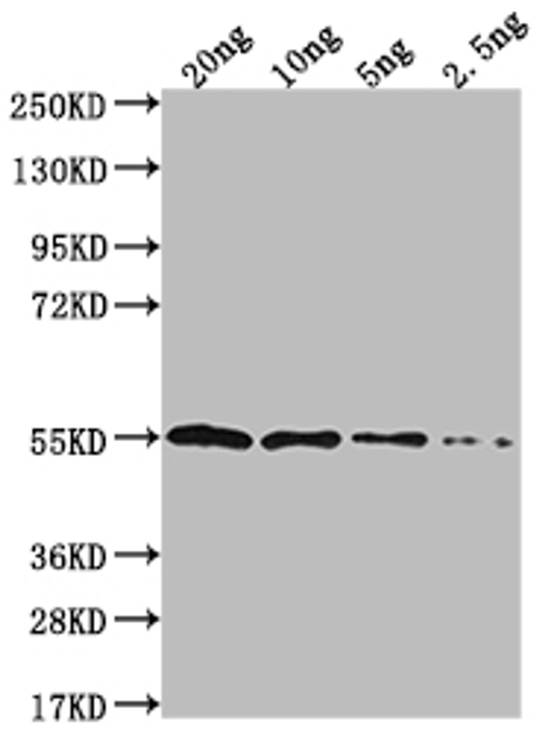 Western Blot. Positive WB detected in Recombinant protein. All lanes: IPAD antibody at 1:2000. Secondary. Goat polyclonal to rabbit IgG at 1/50000 dilution. Predicted band size: 52.7 kDa. Observed band size: 56 kDa. 