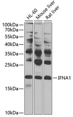 Western blot - IFNA1 antibody (A0285)