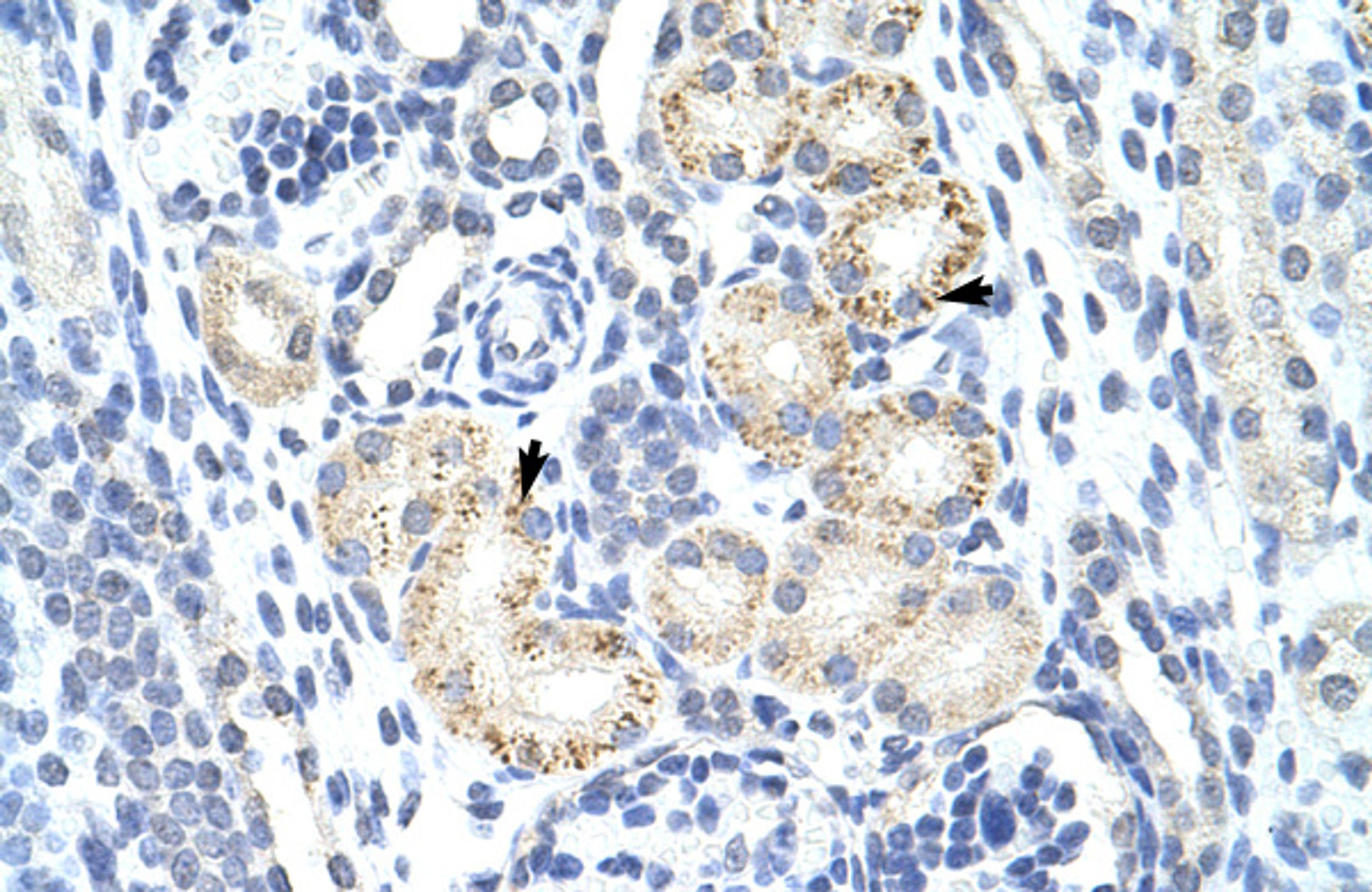 Antibody used in IHC on Human kidney.