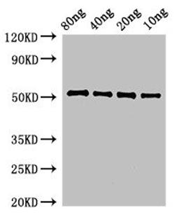 Western Blot. Positive WB detected in Recombinant protein. All lanes: pbpE antibody at 3ug/ml. Secondary. Goat polyclonal to rabbit IgG at 1/50000 dilution. Predicted band size: 52 kDa. Observed band size: 52 kDa. 