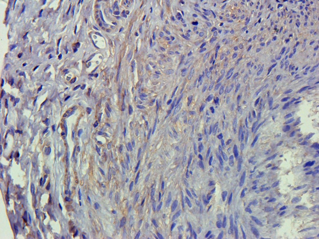 Immunohistochemical staining of rat ovary tissue using anti-LIPG (2.5 ug/ml)