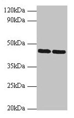 Western blot. All lanes: SHBG antibody at 2µg/ml. Lane 1: Hela whole cell lysate. Lane 2: NIH/3T3 whole cell lysate. Secondary. Goat polyclonal to rabbit IgG at 1/10000 dilution. Predicted band size: 44, 32, 33, 42 kDa. Observed band size: 44 kDa
