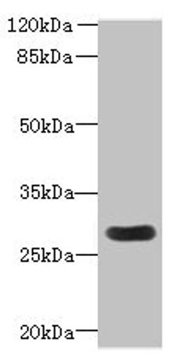 Western blot. All lanes: MORN3 antibody at 2µg/ml + Mouse kidney tissue. Secondary. Goat polyclonal to rabbit IgG at 1/10000 dilution. Predicted band size: 28, 19 kDa. Observed band size: 28 kDa