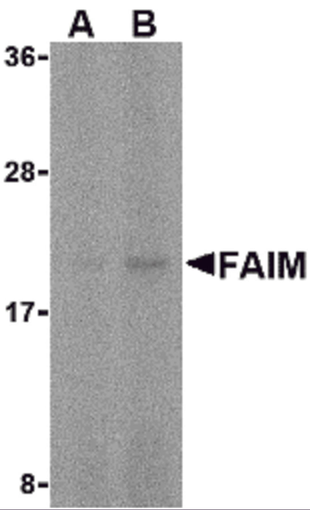 Western blot analysis of FAIM in human spleen tissue lysate with FAIM antibody at (A) 5 and (B) 10 &#956;g/mL. 