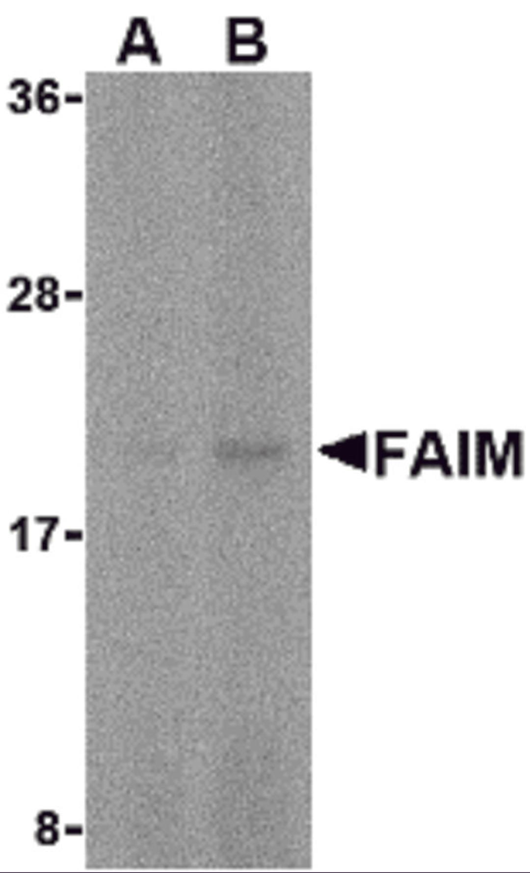 Western blot analysis of FAIM in human spleen tissue lysate with FAIM antibody at (A) 5 and (B) 10 μg/mL.