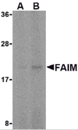 Western blot analysis of FAIM in human spleen tissue lysate with FAIM antibody at (A) 5 and (B) 10 μg/mL.