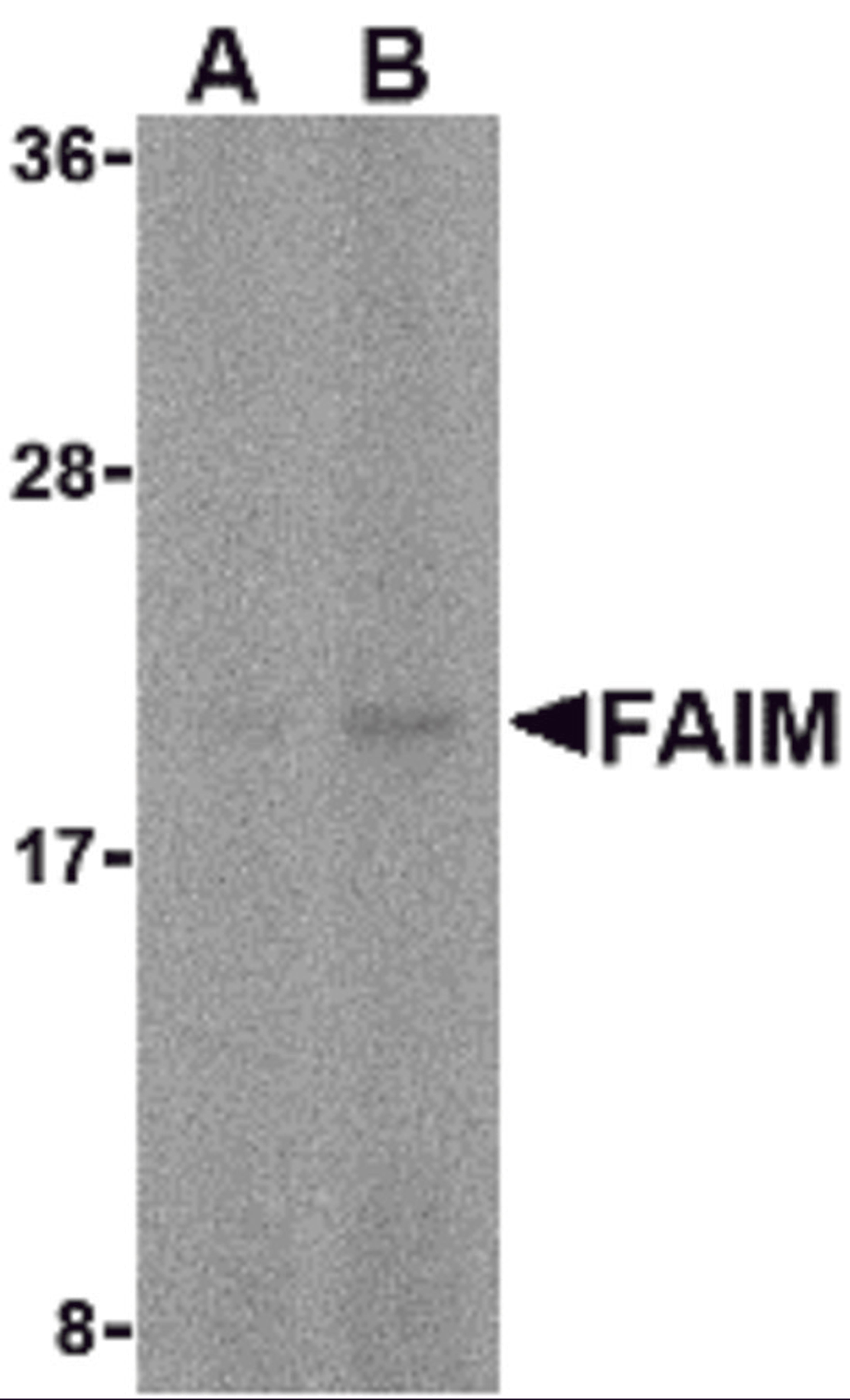 Western blot analysis of FAIM in human spleen tissue lysate with FAIM antibody at (A) 5 and (B) 10 μg/mL.