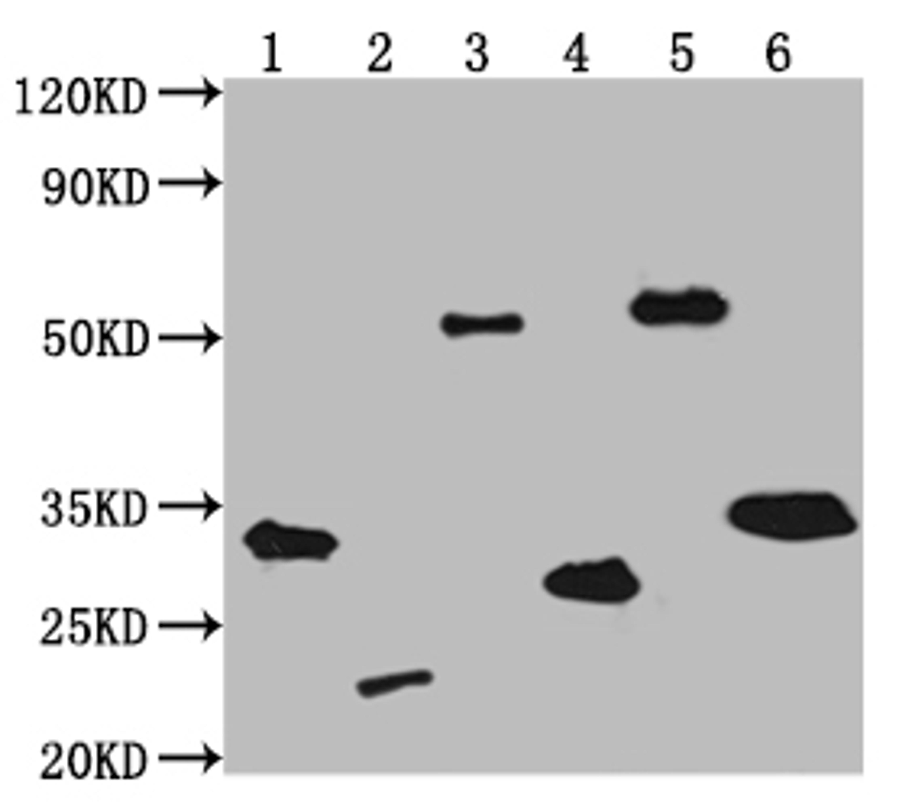 Western Blot. Positive WB detected in: V5-tagged fusion protein 1, 2, 3, 4, 5, 6 at 50ng. All lanes: V5 antibody at 1:2000. Secondary. Goat polyclonal to mouse IgG at 1/50000 dilution. Predicted band size: 31.9, 20.4, 55, 24.2, 53.4, 30 KDa. Observed band size: 32, 21, 55, 28, 58, 33 KDa. Exposure time: 5min