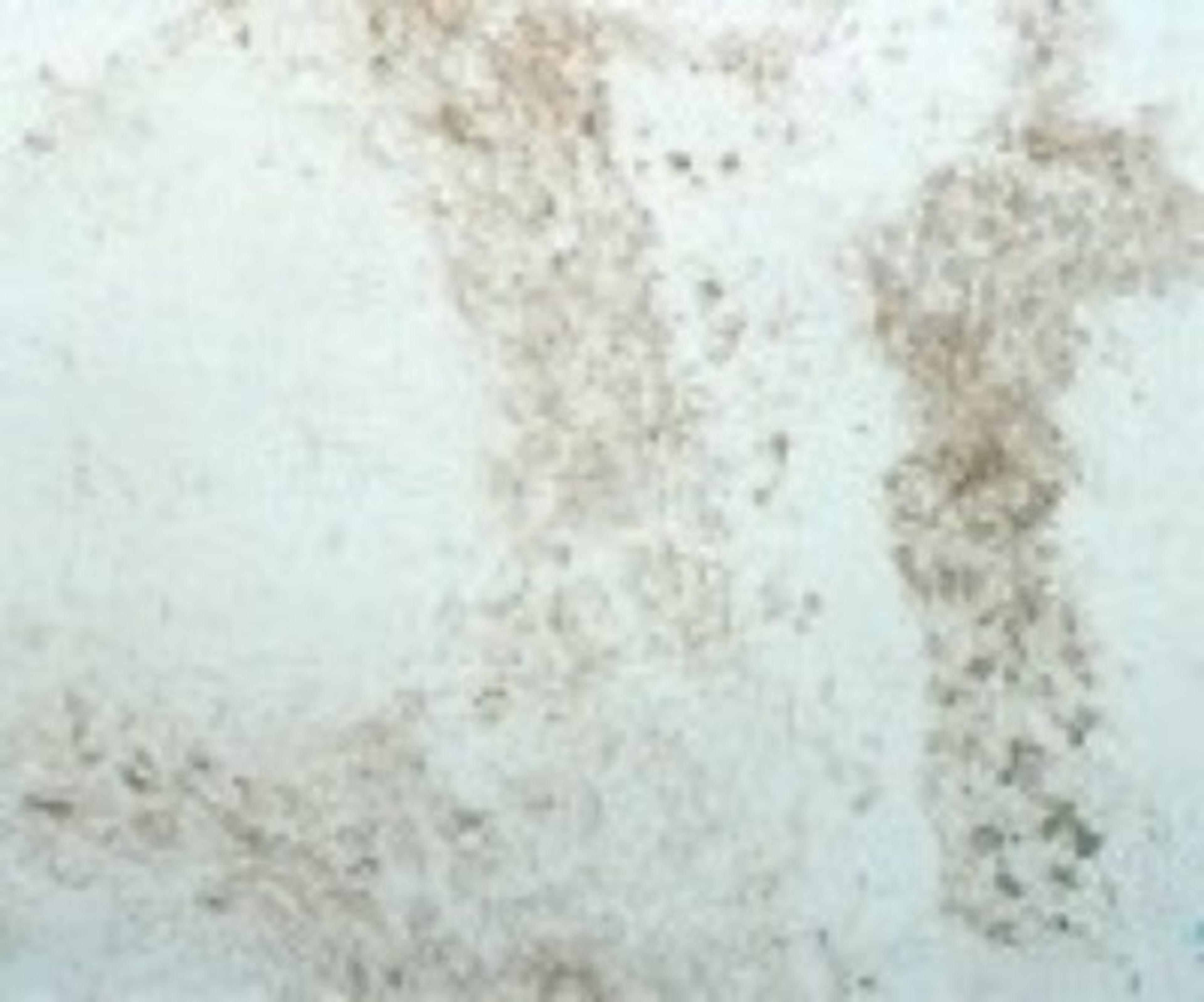 Immunohistochemistry-Frozen: DCIR/CLEC4A Antibody (111F8.04) [DDX0180P-100] - Analysis using the Alexa Fluor (R) 546 conjugate of DDX0180P-100. Staining of human tonsil frozen section.