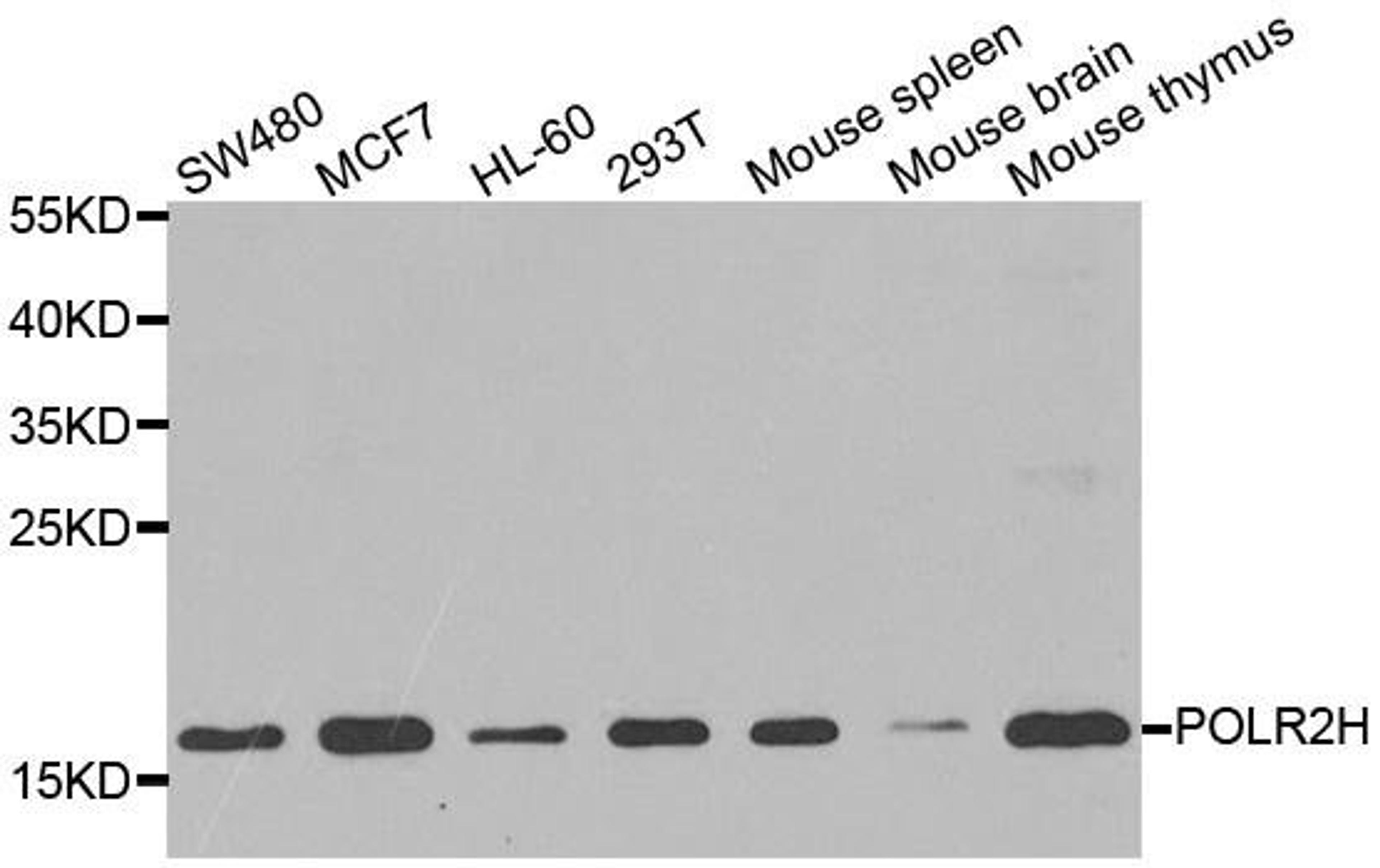 Western blot analysis of extracts of various cell lines using POLR2H antibody