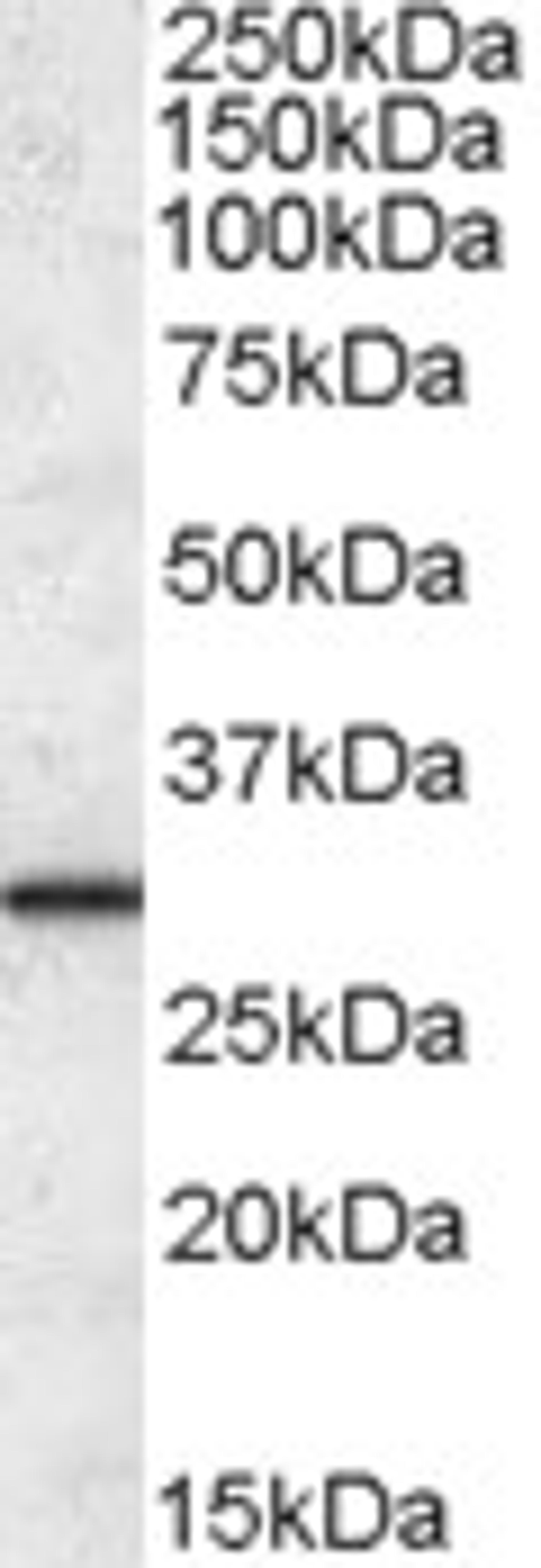 46-744 (0.1ug/ml) staining of Human Liver lysate (35ug protein in RIPA buffer). Primary incubation was 1 hour. Detected by chemiluminescence.