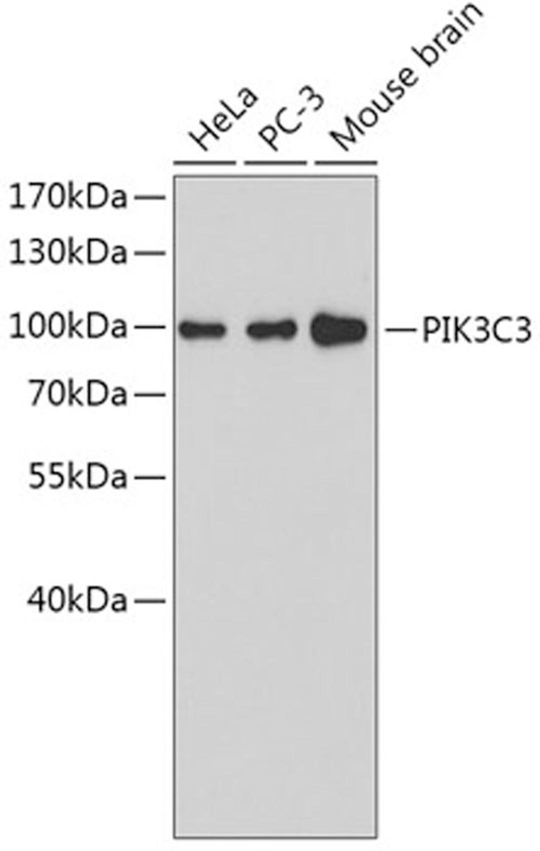 Western blot - PIK3C3 antibody (A4021)