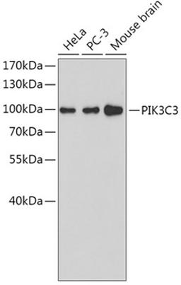 Western blot - PIK3C3 antibody (A4021)