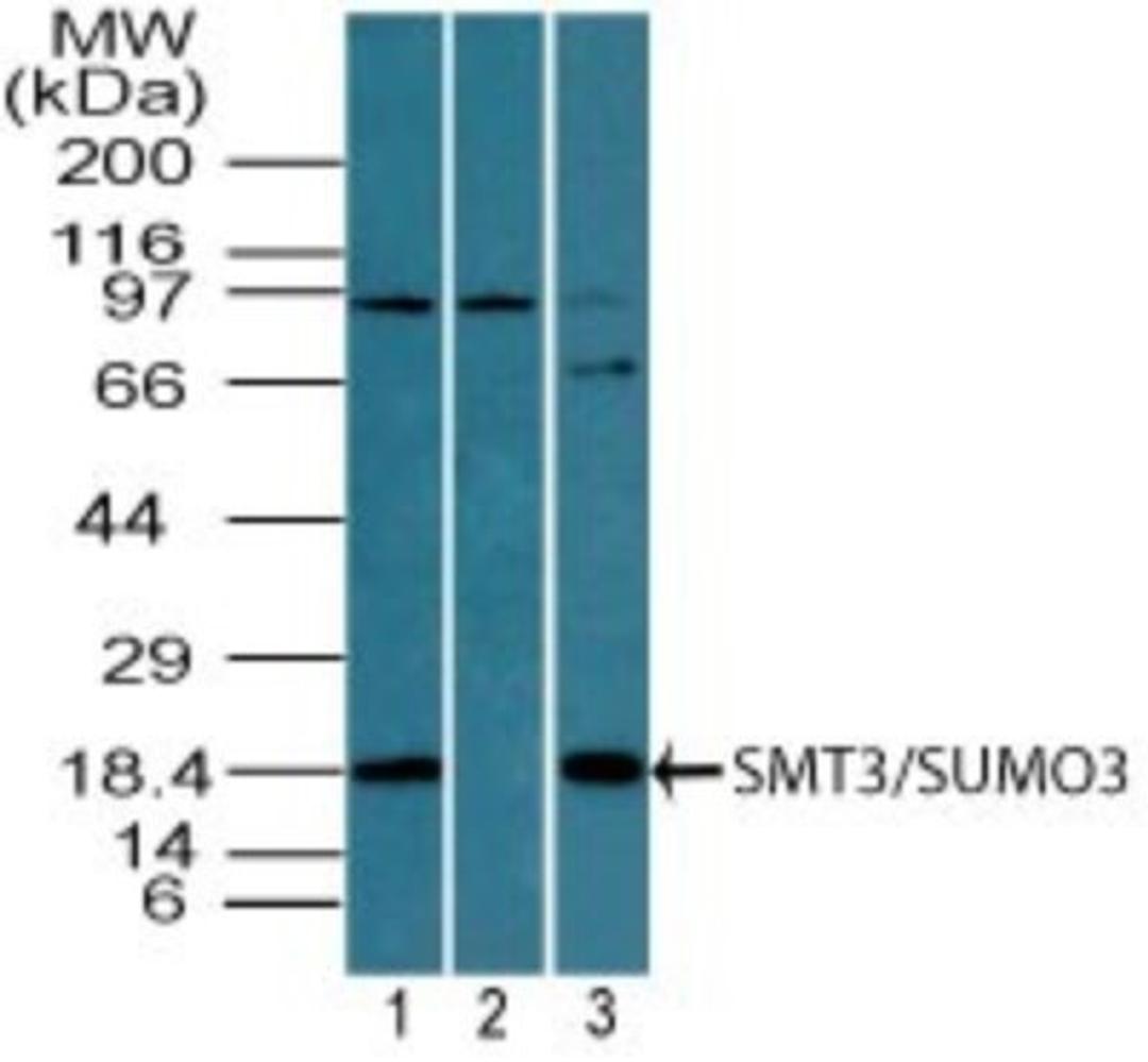 Western Blot: Sumo 3 Antibody [NBP2-24651] - Analysis of SUMO3 (SMT3) in human testis lysate in the 1) absence, 2) presence of immunizing peptide and 3) mouse testis lysate using SUMO3 antibody at 2 ug/ml. Goat anti-rabbit Ig HRP secondary antibody and PicoTect ECL substrate solution were used for this test.