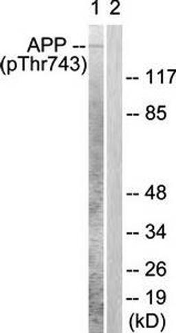 Western blot analysis of extracts from Hela cells using Amyloid beta A4 (phospho-Thr743-668) antibody