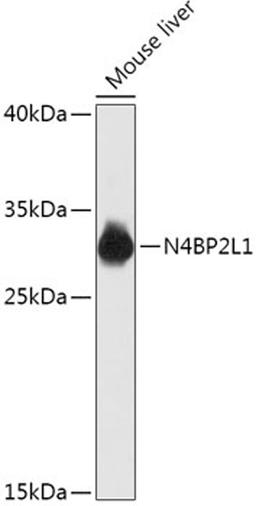 Western blot - N4BP2L1 antibody (A17802)