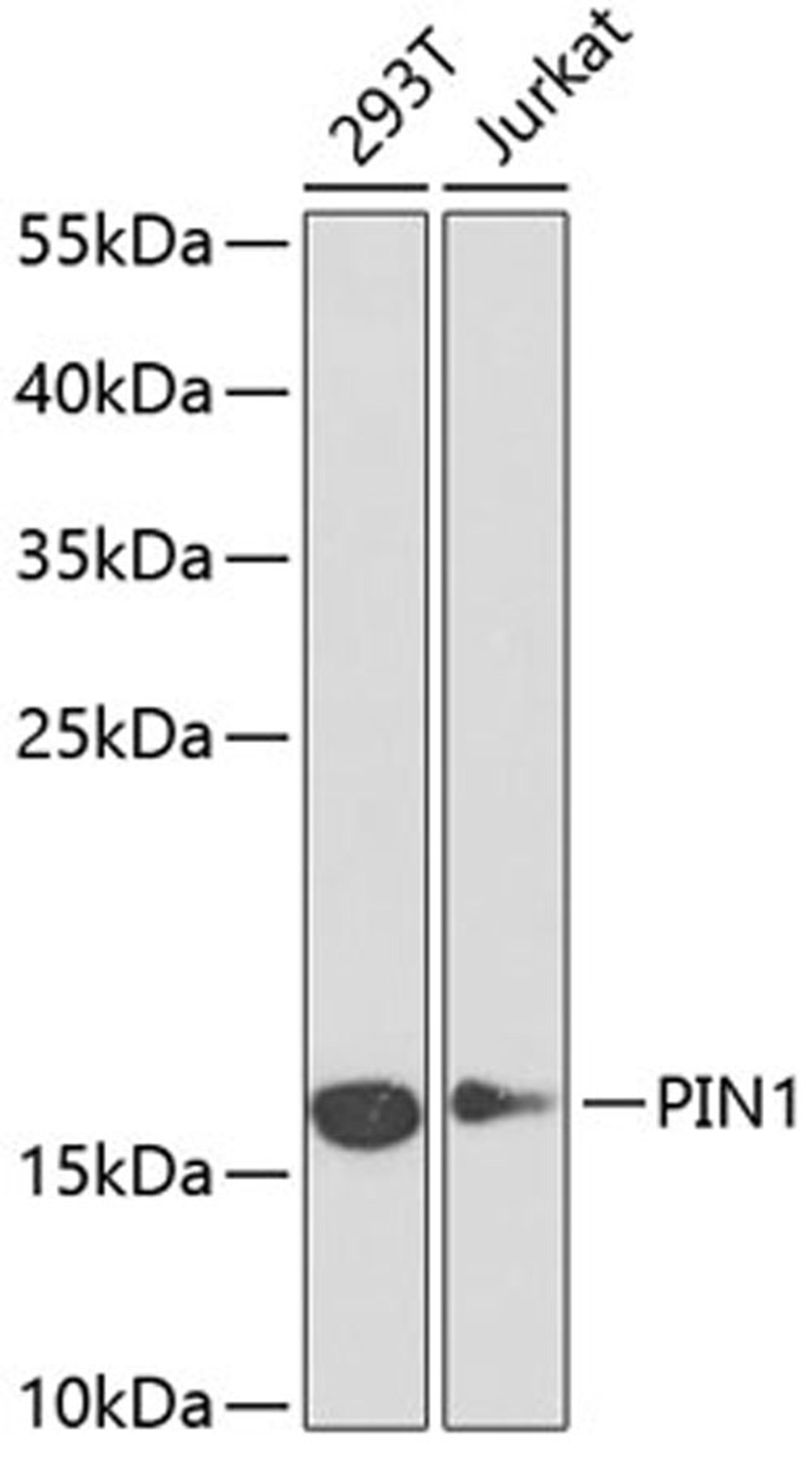 Western blot - PIN1 antibody (A13665)