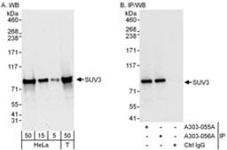 Detection of human SUV3 by western blot and immunoprecipitation.