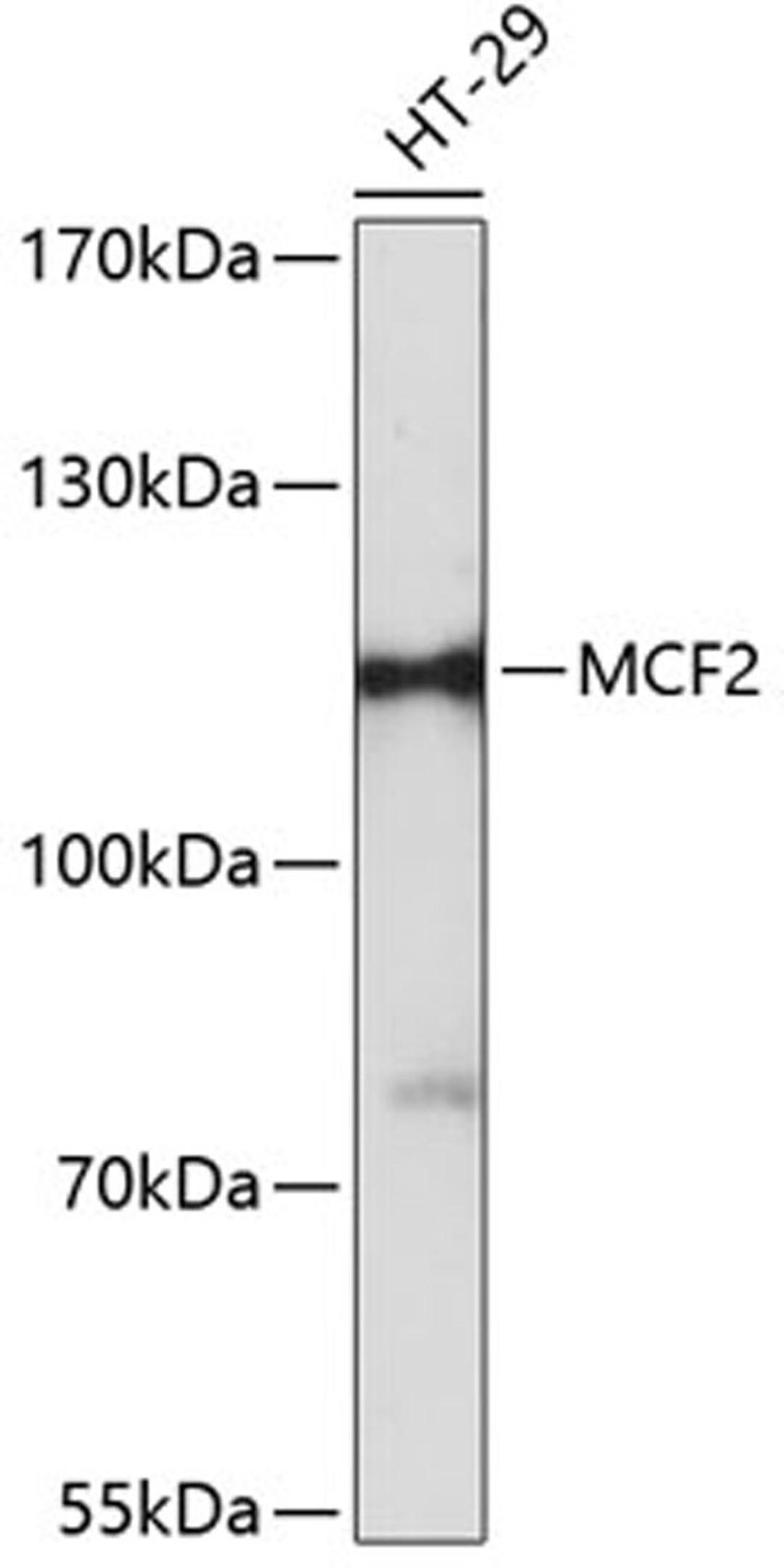 Western blot - MCF2 antibody (A12839)