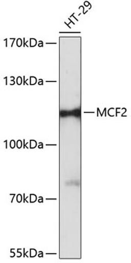 Western blot - MCF2 antibody (A12839)