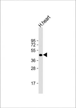 Western Blot at 1:2000 dilution + human heart lysate Lysates/proteins at 20 ug per lane.